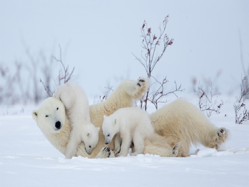 沈阳单身女生试管去美国国作试管婴儿费用试管导致内膜变薄